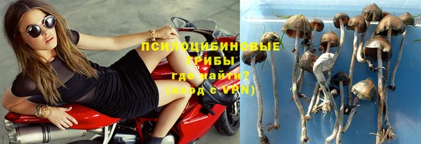 стаф Козловка